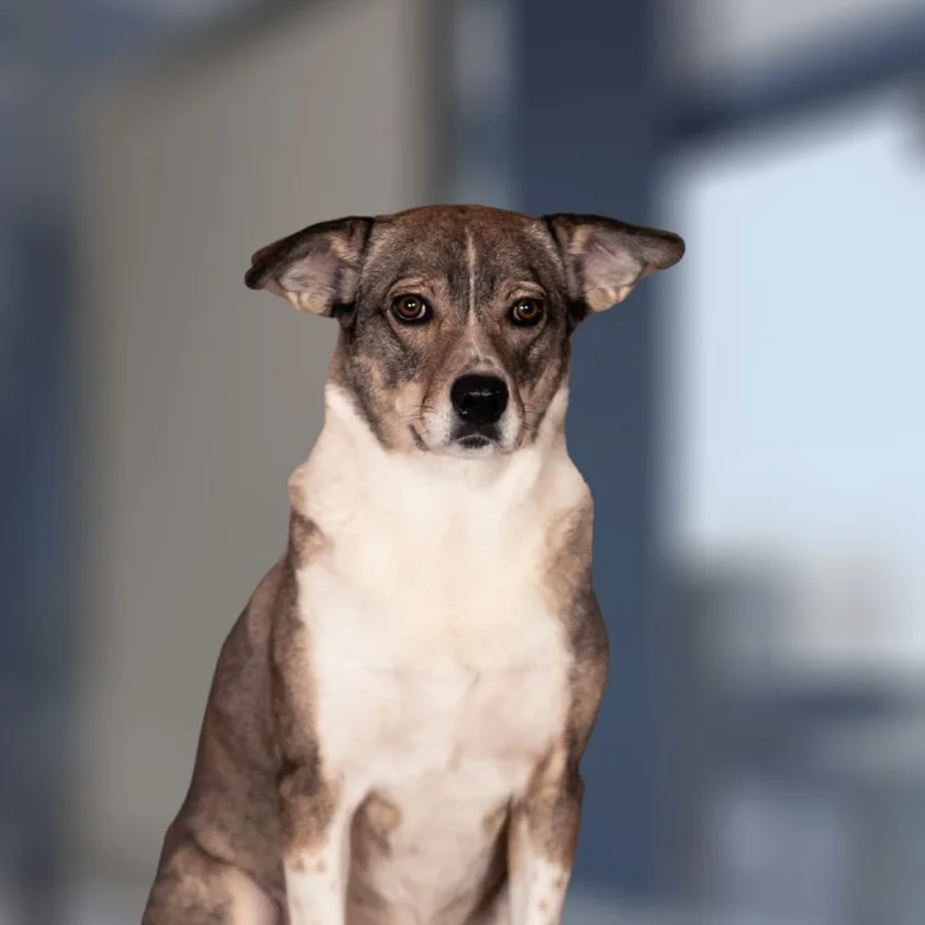 Linda, Bürohund