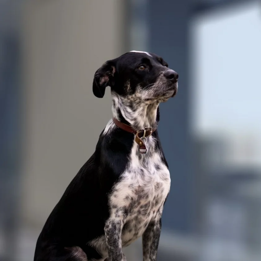 Milo, Bürohund