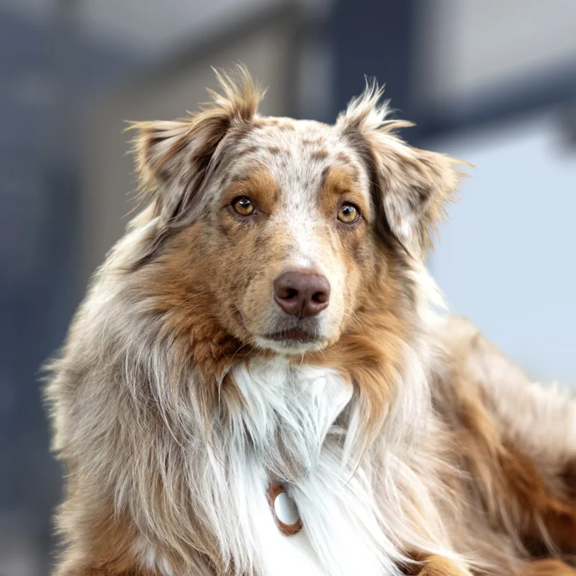 Mika, Bürohund